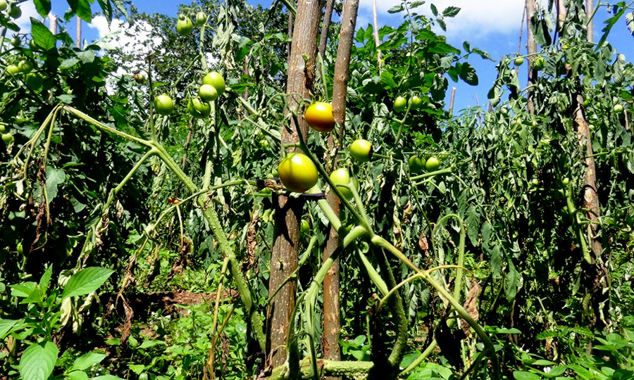 tomato02 px 900 18 12 30