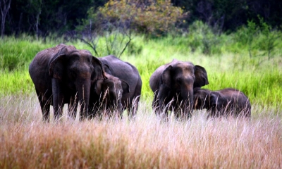 වන අලි එළවීමට මිරිස් කුඩු මාත්තුවක්