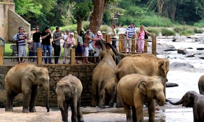 පින්නවල අලි බලන්න සංචාරකයින් රැසක්