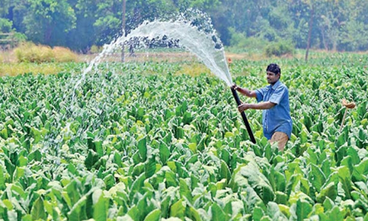 කෘෂි බෝග අපනයනය ඉහළ නැංවීමට පියවර