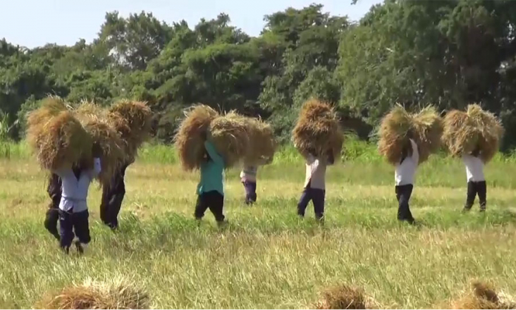 ‍‍පොලොන්නරුවේ හෙක්ටයාර් 62,000 කට යූරියා පොහොර බෙදා දී අවසන්