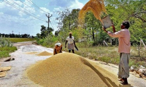 සහල් මිල - වී මිල මෙන් දෙගුණයක්; වී මෝල් හිමියන් එකඟවෙයි