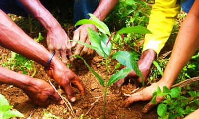 නිදහස් සමරු උළෙල දින රුක්රෝපණ වැඩසටහනක්