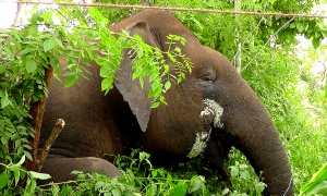 අනවසරයෙන් අැතුල් වූ අලියාට ලැබුණ දඬුවම