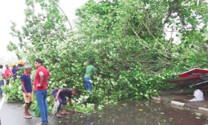 කළුතර පාලම අසල යෝධ ගසක් බිමට