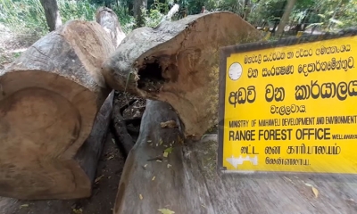 වැල්ලවායේ කුඹුක්‌ දැව ජාවාරමක්‌ අල්ලයි