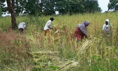 අනුරාධපුර යල කන්නයේ තල අස්වනු නෙලීම ඇරඹේ