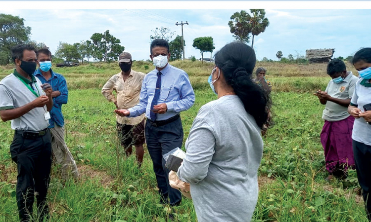 කරුවලගස්වැව, යල කන්නයේ මුං ඇට රජය මිලදී ගනී