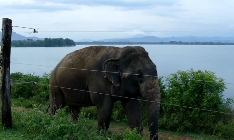 අලි වැට රකින සිවිල් ආරක්ෂකයින්ට තුවක්කු: සත්ව දඩයම තහනම් - ඇමති එස්.එම්.