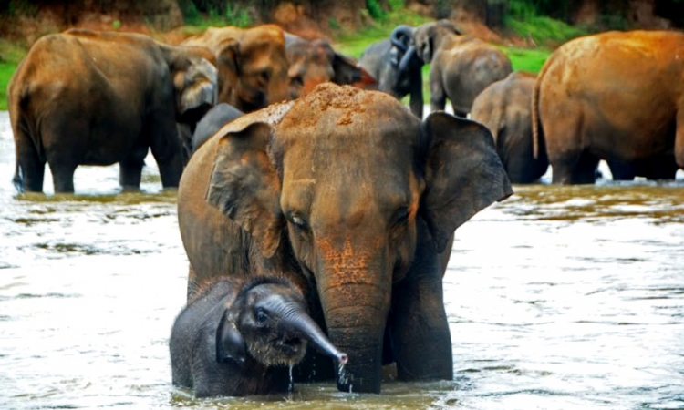 දීප ව්‍යාප්ත වනඅලි සමීක්ෂණයක්