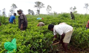 වැඩි වැටුප් ඉල්ලන වතු වෘත්තිය සමිති දෙකඩ විමක් (ඡයාරූප)