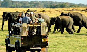 මාස දෙකක් තුළ සංචාරක කර්මාන්තයේ ආදායම අ.ඩො මිලියන 500 පනී