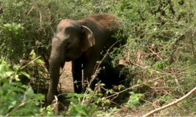 මද්දකට හසුවූ වන අලි පැටවෙකු බේරා ගැනේ