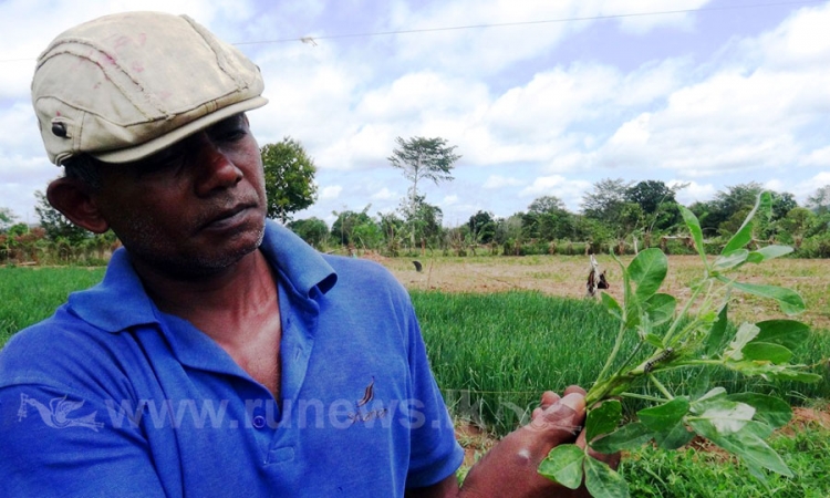 නැවතත් රජරට සේනා ඇවිත්