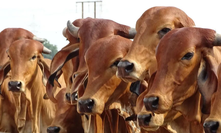 අනුරාධපුර දිස්ත්‍රික්කයේ ගවයන් අතර ගැටිති රෝගයක්