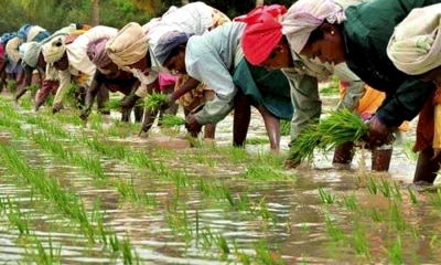 පුරන්කුඹුරු අස්වැද්දීමේ ජාතික සංග්‍රාමය අද ඇරඹේ