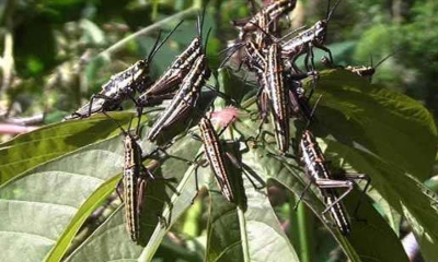 “කහ තිත් පළගැටි උවදුර” මර්දනයට විශේෂ වැඩසටහනක්