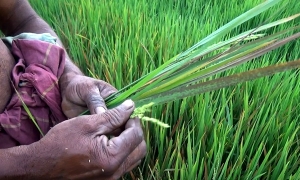 දකුණේ කුඹුරුවලටත් නරක කාලයක්