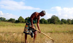 වැසි නැතිව කුඹුරු විනාශය අත ළඟ