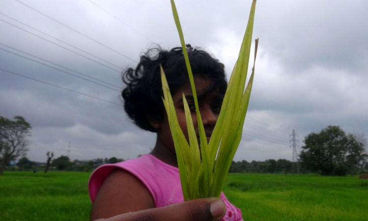 දඹුල්ල ප්‍රදේශයේ ගොයමට අලුත් රෝගයක් (ඡායාරූප)