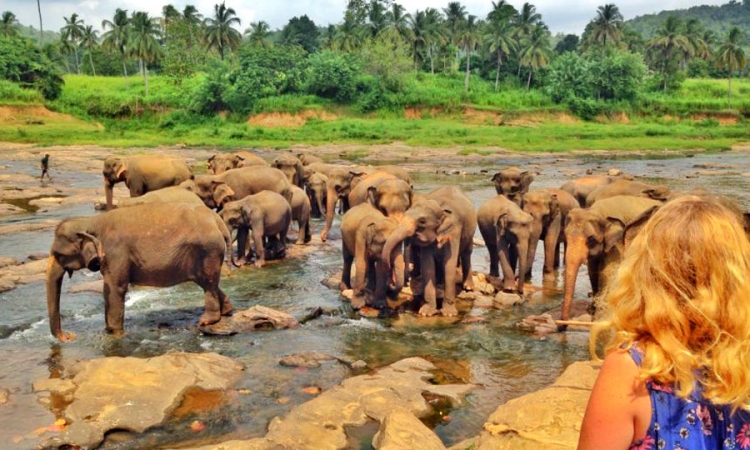 පින්නවල නැරඹීමට සංචාරකයි පැමිණීමේ වර්ධනයක්