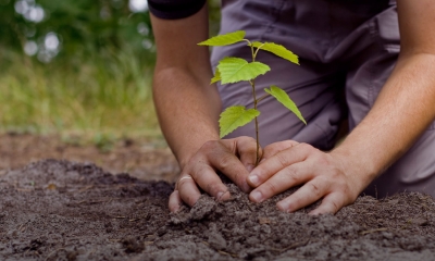 නව වන වගා ව්‍යාපෘතිය ක්‍රියාවට නැංවීමට අවසර