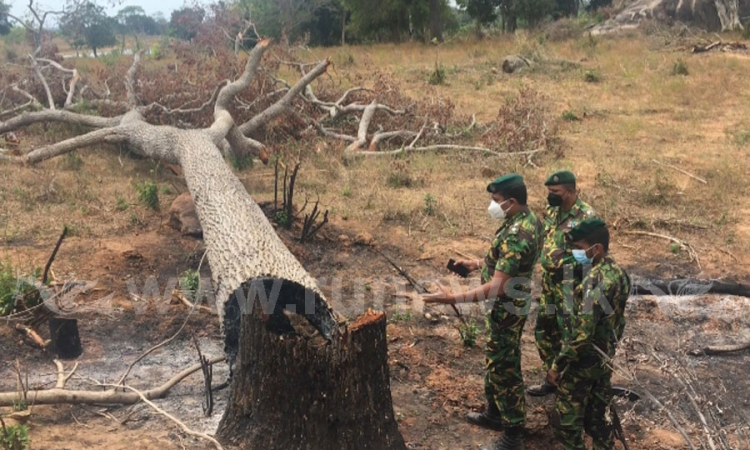 වන්දම රක්ෂිතයේ මහා පරිමාණ වන විනාශයක්