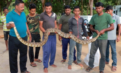 ජන ජීවිතයට බාධා කල පිඹුරා අල්ලයි