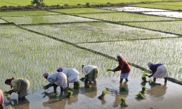 කාබනික පොහොර භාවිතයෙන් මහ කන්නයේ වී වගාව ඇරඹේ...