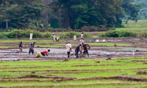 ගොවීන් යළි වී වගාවට