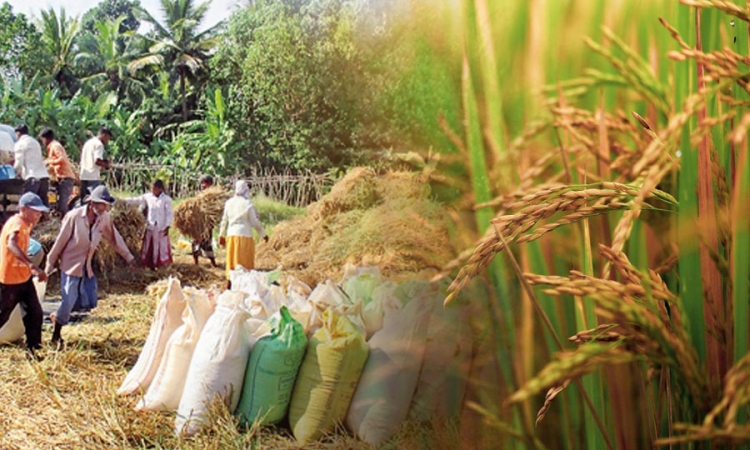 වී අලෙවි මණ්ඩලය හරහා යල කන්නයේ වී මිලදී ගැනීමට වැඩසටහනක්