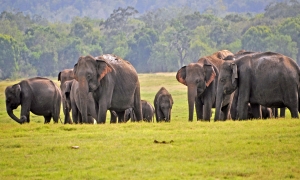 වසර 10කට පසු වන අලි සංගණනයක් - වනජීවී හා වන සංරක්ෂණ අමාත්‍යාංශය