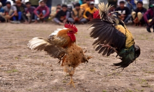 පුද්ගලයෙකු ඝාතනය කළ කුකුළෙක් ඉන්දියාවේ, තෙලගානාවේදී අත්අඩංගුවට