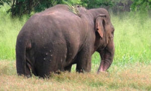 අලියෙක් නිසා ජනතාව දිවා රෑ භීතියෙන්