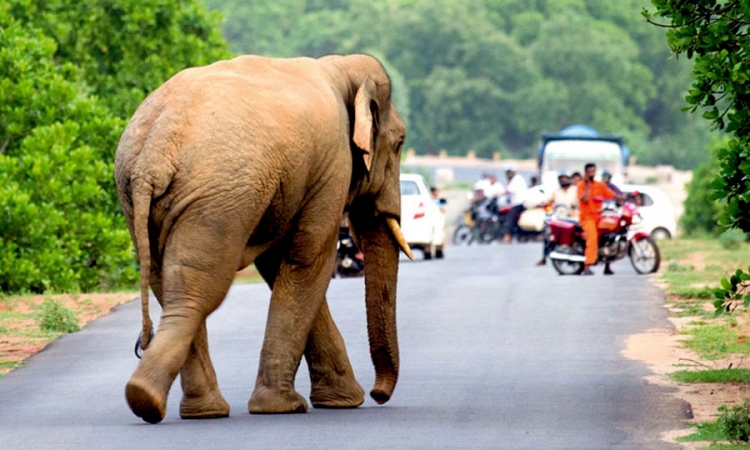 අලි-මිනිස් ගැටුමට සිවිල් ආරක්‍ෂකයින් බඳවා ගැනේ