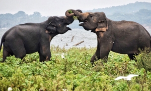 අලින්ගේ ජාන සංයුතිය ගැන මෙරට පර්යේෂණ වාර්තාව ජාත්‍යන්තර ඇගයීමට