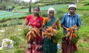 නිලාවත්ත එළවළු ගොවියන්ට භූමියෙන් ඉවත්වෙන්න නියෝගයක්