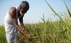 කීඩෑ උවදුරින් ගොඩඑන්න කෘෂි ඇමතිගෙන් වන්දි