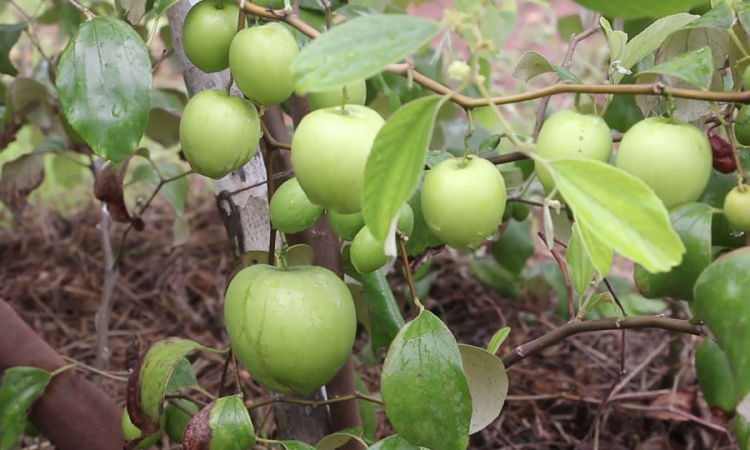 රඡරට හැදෙන කොළ ඇපල් (විඩියෝ)