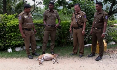 ඕලු මුවා දඩයම්කරු බිමහෙලූ මුවා සමඟ මාට්ටු