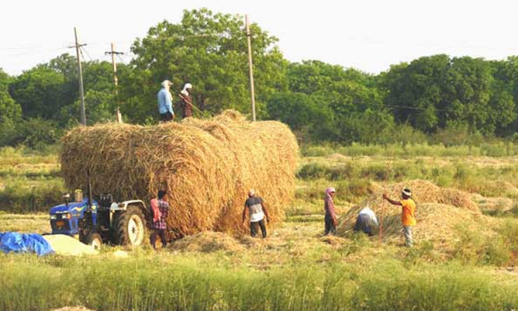 මහ කන්නයේ වී මිලදී ගැනීමට සමූපකාර සමිති සැරසේ (වීඩියෝ)