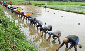 පුරන් කුඹුරු 50,000 ක් අස්වැද්දීමට සැලසුම්