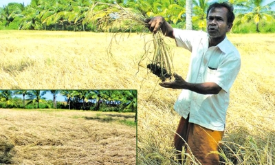 කීඩෑ උවදුරකින් මැදිරිගිරිය කුඹුරු අක්කර 2000කට හානි