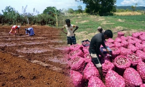 ප්‍රධාන බෝග 14ක් සඳහා රජයෙන් සහතික මිලක්