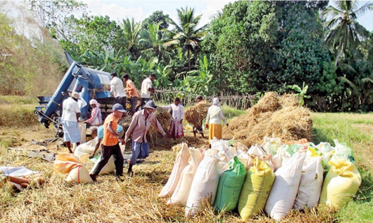 සහතික මිල යටතේ යල කන්නයේ වී මිලදී ගැනීමට රු. මි. 10,400 ක්