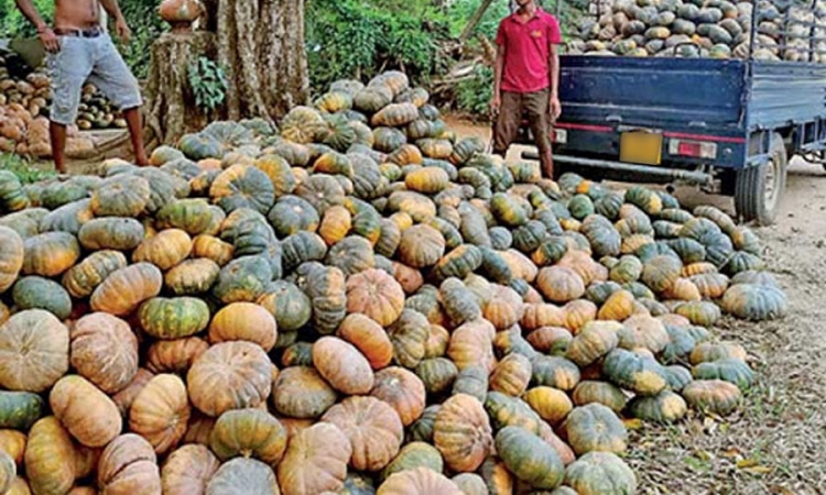 සාර්ථක වට්ටක්කා අස්වැන්නක්; නමුත් සාධාරණ මිලක් නැහැ - ගොවීන්