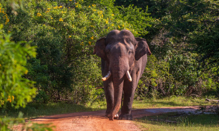 යාලට පැමිණි සැන්ඩෝ නැරඹීමට විශාල පිරිසක් (වීඩියෝ)