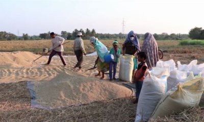 රජයේ වී මිලදී ගැනීමේ අඛණ්ඩව ක්‍රියාත්මකයි