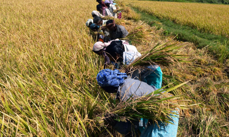 ගම්පහ වී අස්වනු නෙලීම ඇරඹේ (වීඩියෝ)