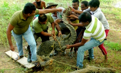 අඩි 11 කිඹුලා බුන්දලමට (ඡායාරූප)